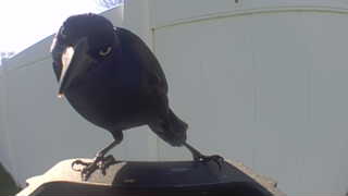 common grackle