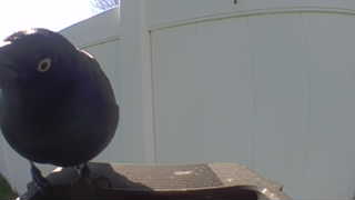 common grackle