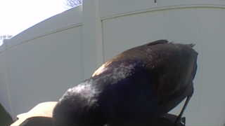 red-winged blackbird