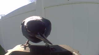 common grackle