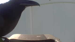 american crow