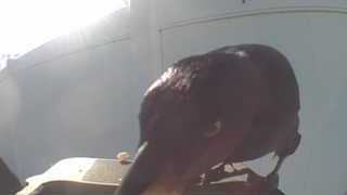 american crow