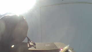 house sparrow