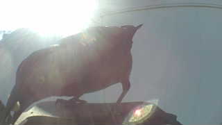 european starling