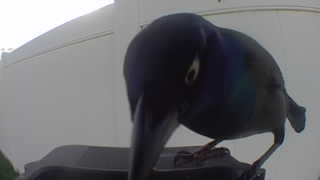 common grackle