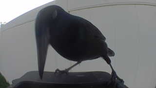 common grackle