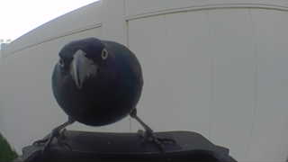common grackle