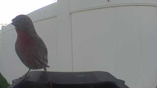 house finch