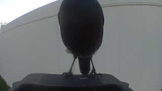 american crow