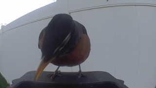 baltimore oriole