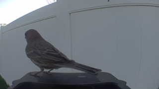 house finch