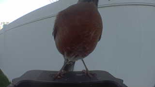 american robin