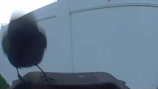 common grackle