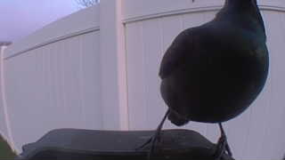 common grackle