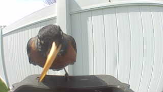 american robin