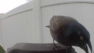 common grackle