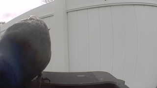 rock pigeon