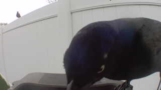 common grackle
