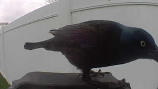 common grackle