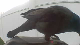 common grackle