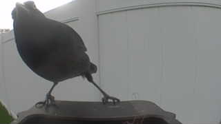 american robin
