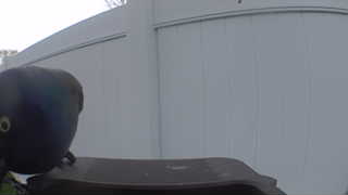 common grackle