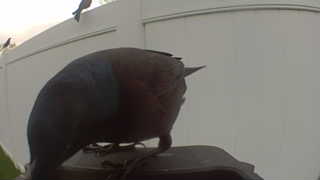 common grackle