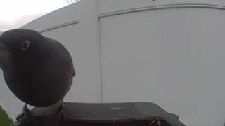brown-headed cowbird