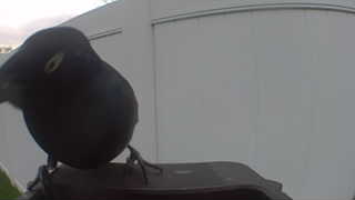 common grackle