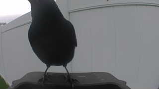 american crow