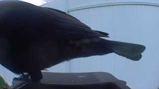 european starling