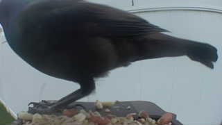 american crow
