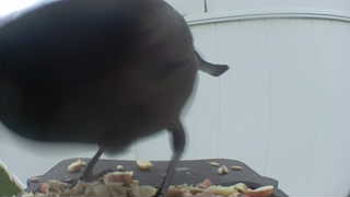 american crow