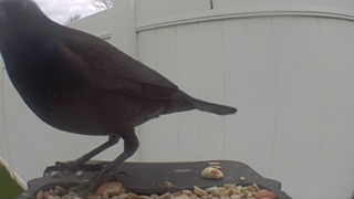 common grackle