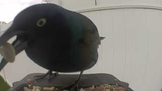 common grackle