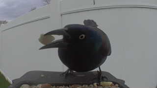 common grackle