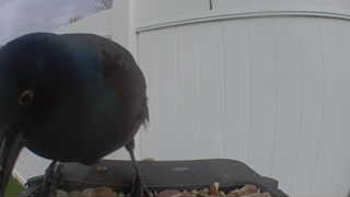 common grackle