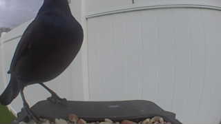 red-winged blackbird