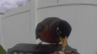american robin