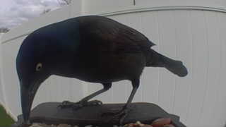 common grackle