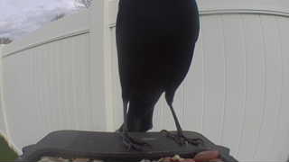 american crow