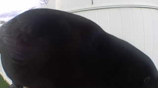american crow