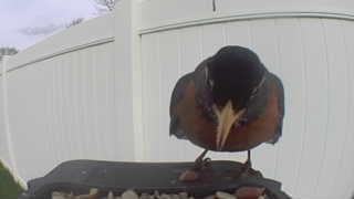american robin