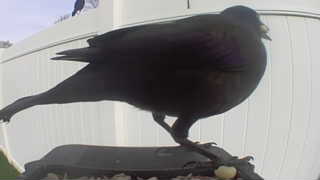 rock pigeon