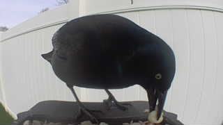 common grackle