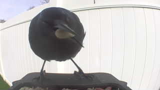 common grackle