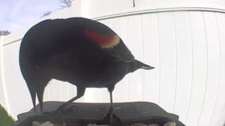 red-winged blackbird