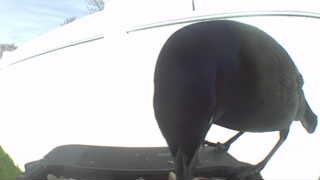 american crow