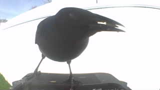 american crow