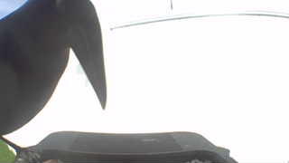 common grackle